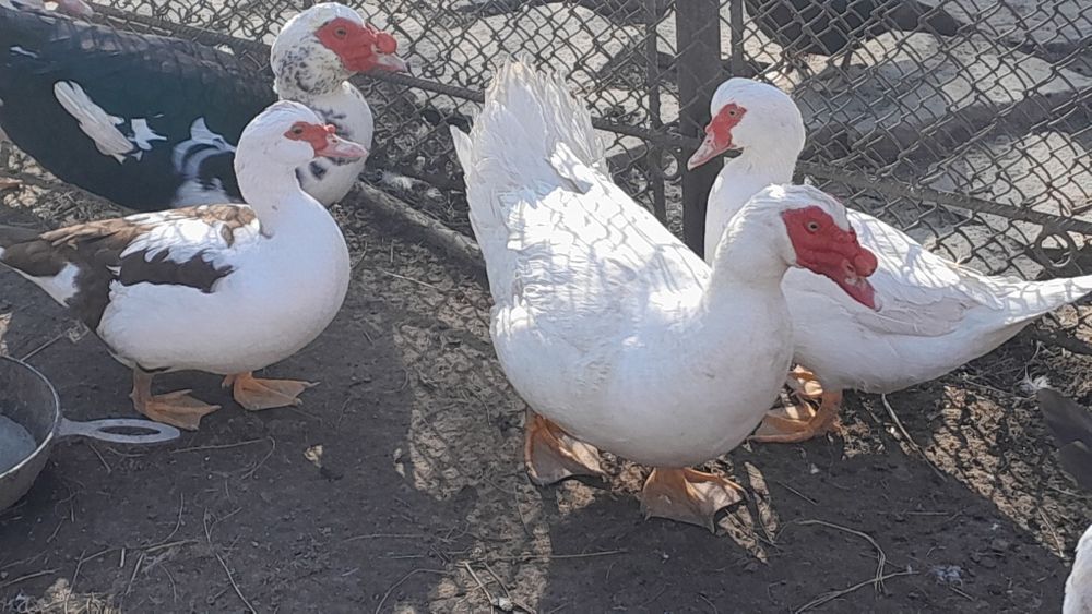 Продам індокачок