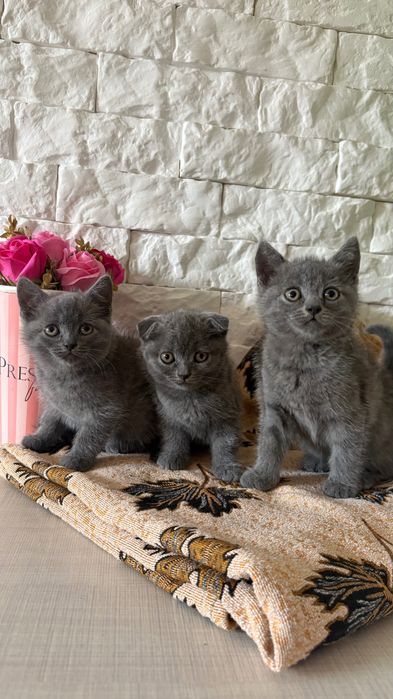 Маленькі милі кошенятка