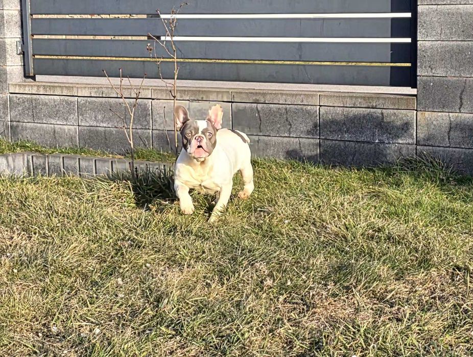 Buldog Francuski