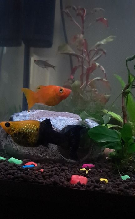 Doação de 2 peixes de água quente
