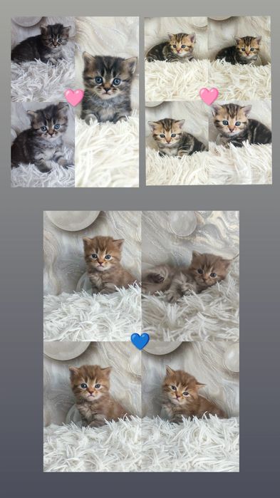 Шикарні кошенята