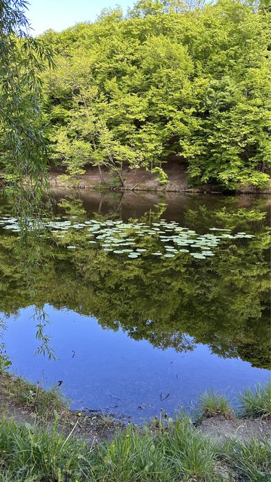 Хутор Ясный продажа дома, Ходосовка, Лесники
