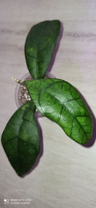 Хойя elliptica splash, irina, Kalimantan SLM 04,AH 021