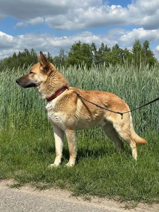Mlody, przyjacielski Texas poleca się do adopcji