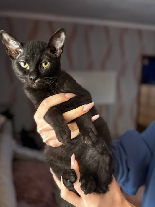 Кошенята дуже бажають до вас