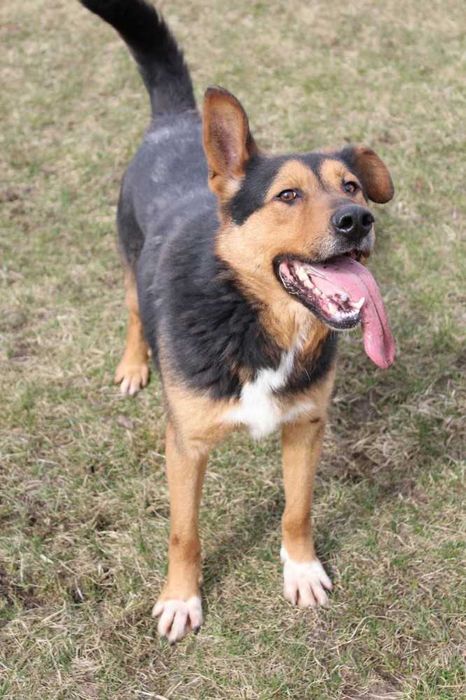 001243 Sprinter do adopcji.