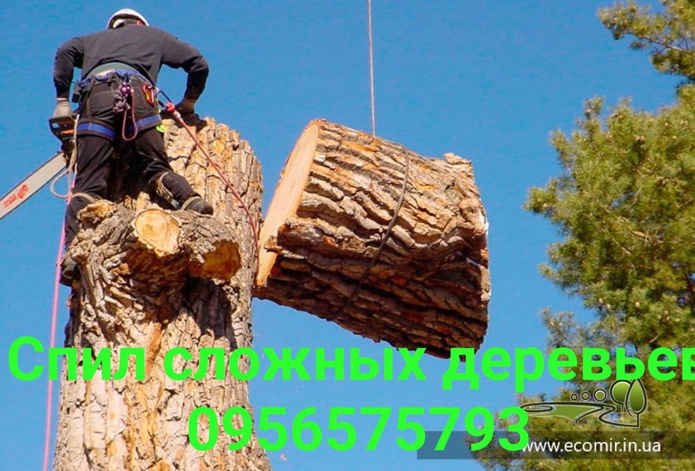 Спил сложных Деревьев.