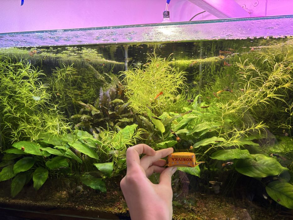 Продам акваріумні рослини: буцефаландра, анубіас