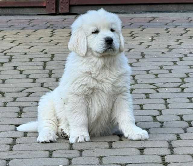 Owczarek podhalański