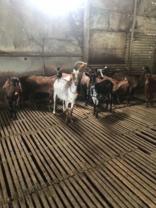 Vendo  10 chibas  ou troco  por ovelhas para  criar