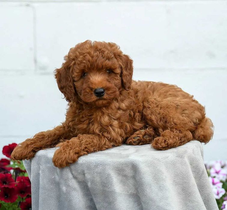 Poodle red disponivel