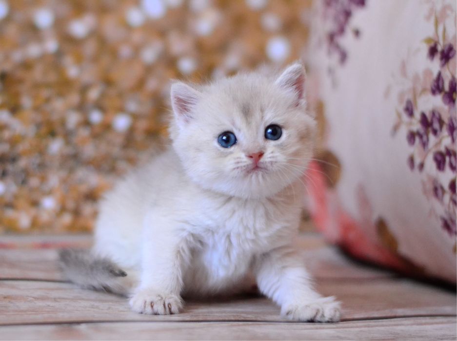 Британське кошеня дівчинка