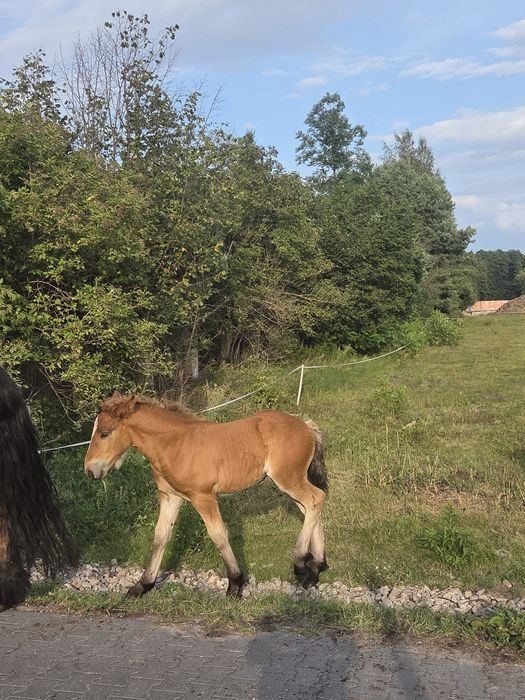 Konie zimnokrwiste