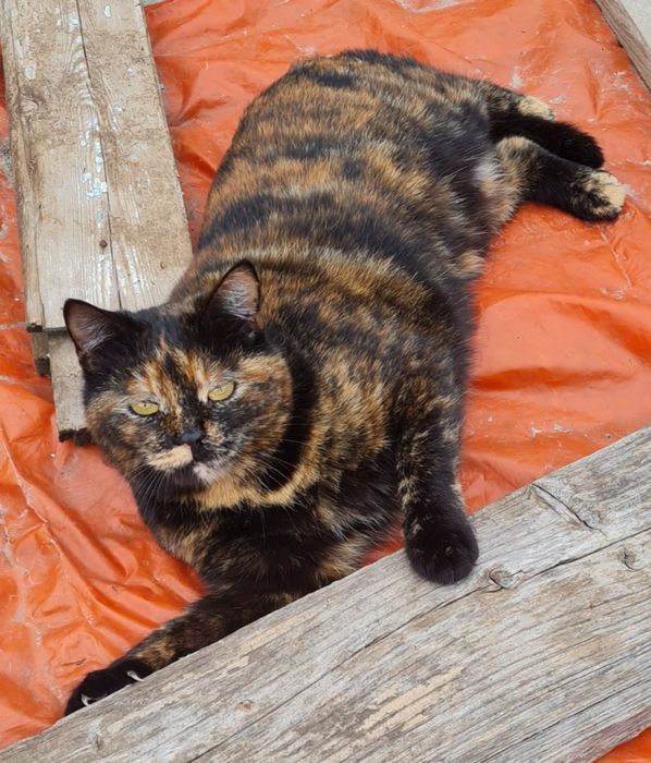 Пропала кошка черепахового окраса