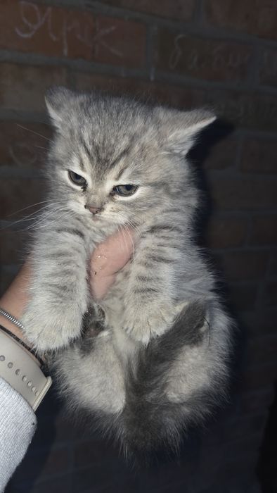 Котики безкоштовно