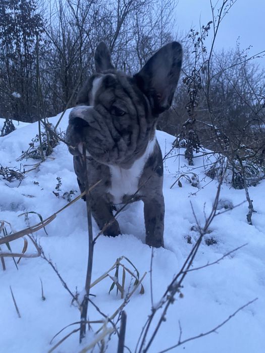Французький бульдог дівчинка(біг роб)