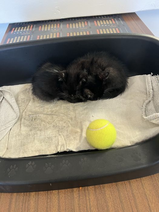 Gatas para adoção