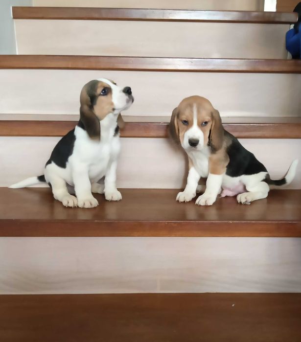 Szczeniak Beagle Pies