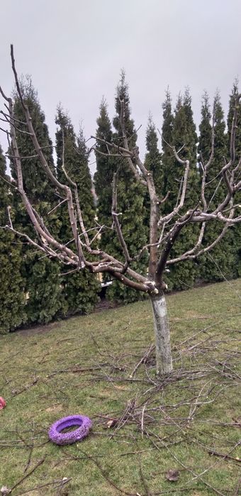 Обрізка плодових дерев кущів.