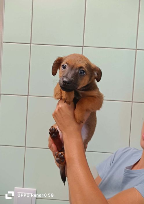 Bebés porte pequeno