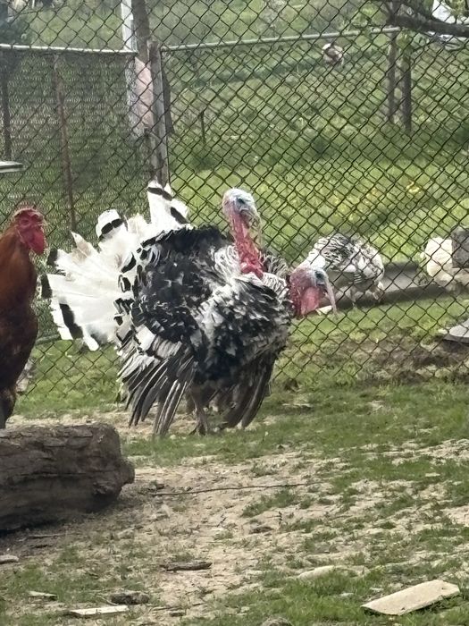 Інкубаційне яйце індиків