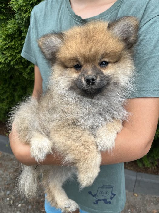 Szpic Pomeranian - Doris