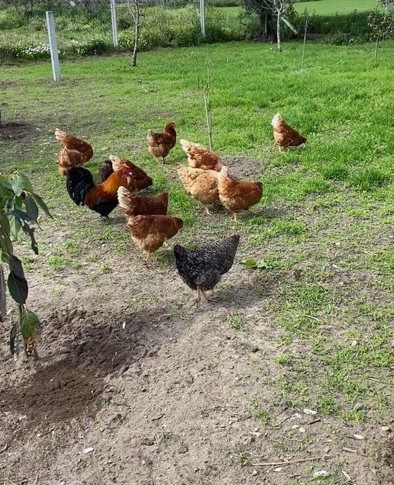 Ovos de galinha caseiros