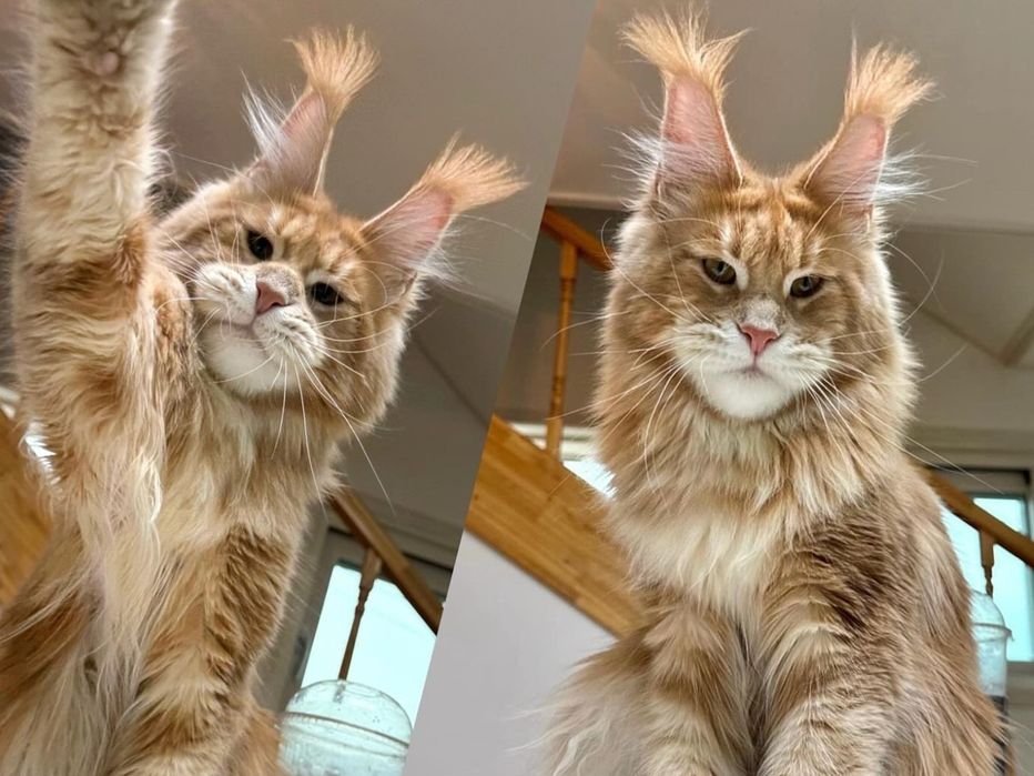 Львята Мейн-кун на продажу