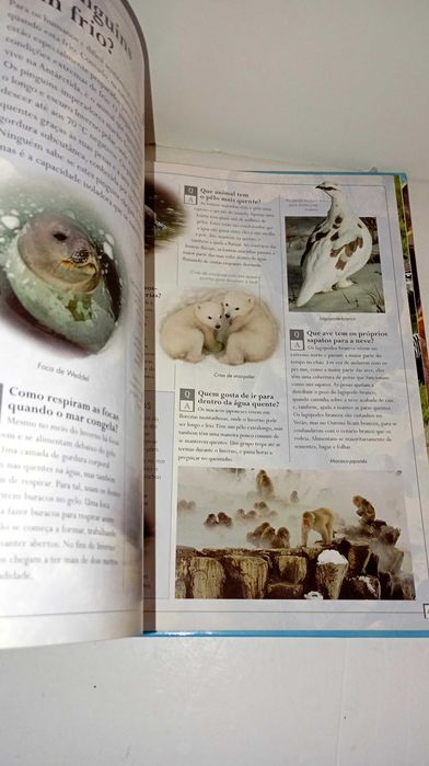 Animais Fantásticos - Perguntas e Respostas