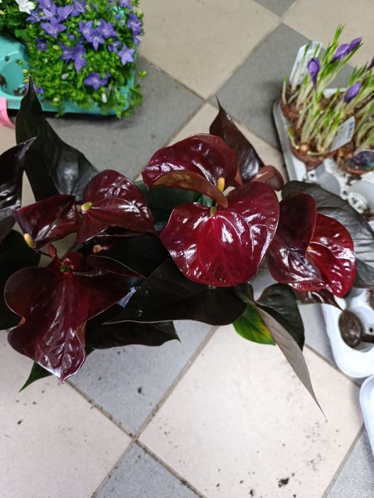 Anturium Delicata 6+ P17 70cm