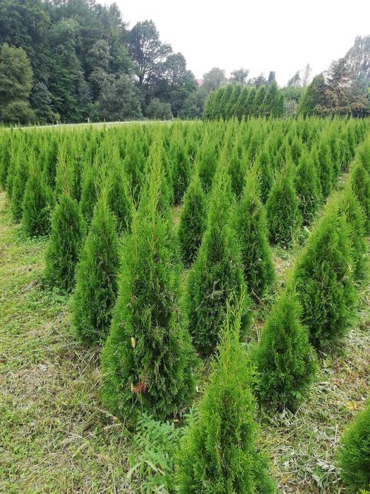 Tuja tuje Szmaragd 120cm-150cm-180cm-200cm