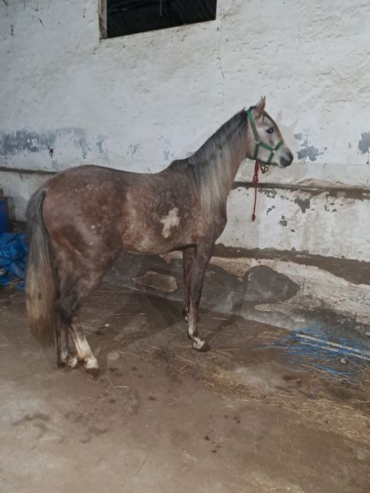Cavalo pura raca arabe com documentos