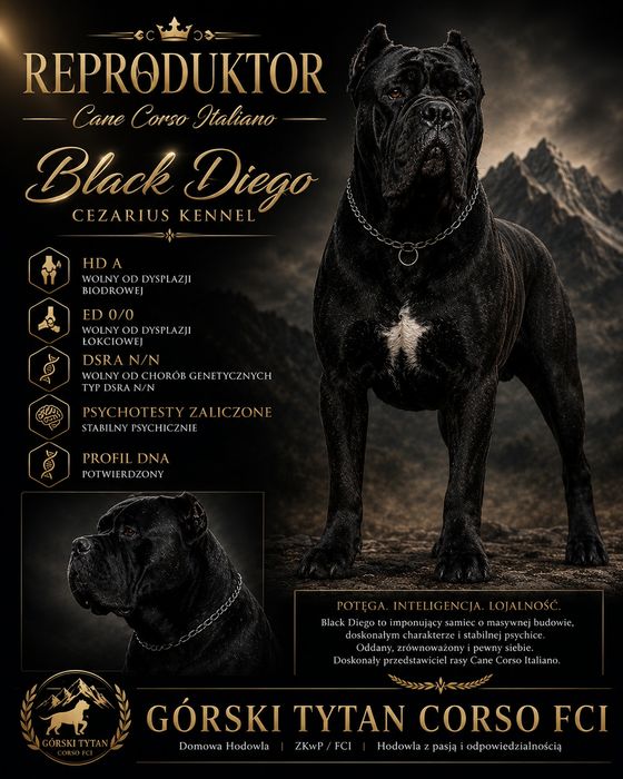 Cane Corso Italiano Zkwp FCI Reproduktor