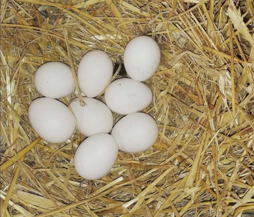 Jaja lęgowe zielononozki kuropatwianej