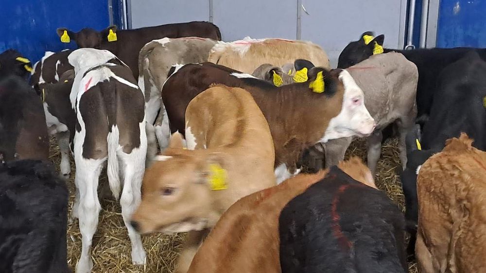 Sprzedam cielaki mięsne byki jałówki