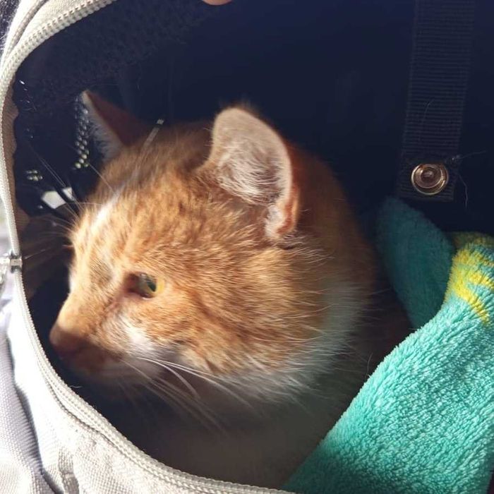 rudy kotek szuka domku