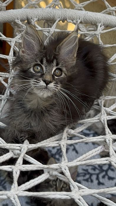 Sprzedam kociaka rasy Maine Coon