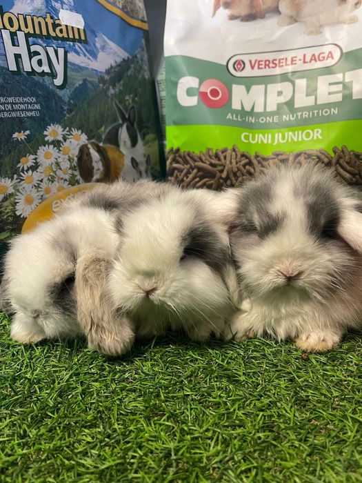 Coelho Anão Mini Lop Belier - LOJA!!