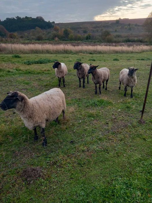 Продаєм вівці породи суффолк