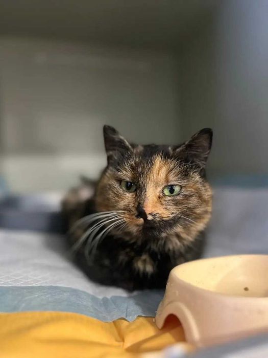 Дівчинка шукає сім'ю.