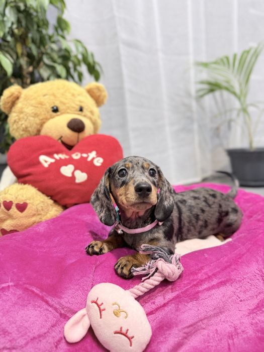 Teckel menina Arlequim com Lop (pedigree)