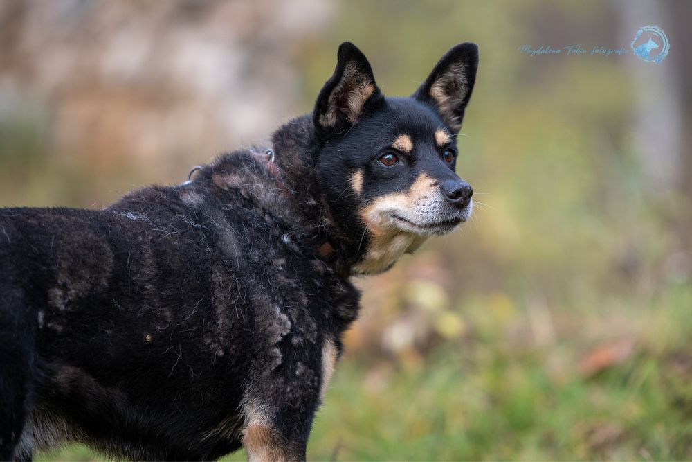 Mały,czarny,spokojny pies w typie rasy Shiba Inu.Piękny i mądry samiec