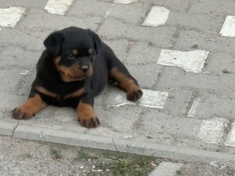 Szczenię Rottweiler