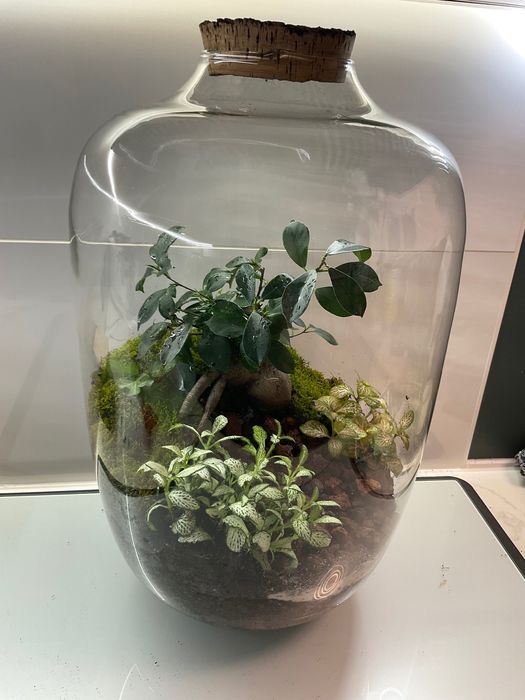 Terrario vidrio plantas naturaes
