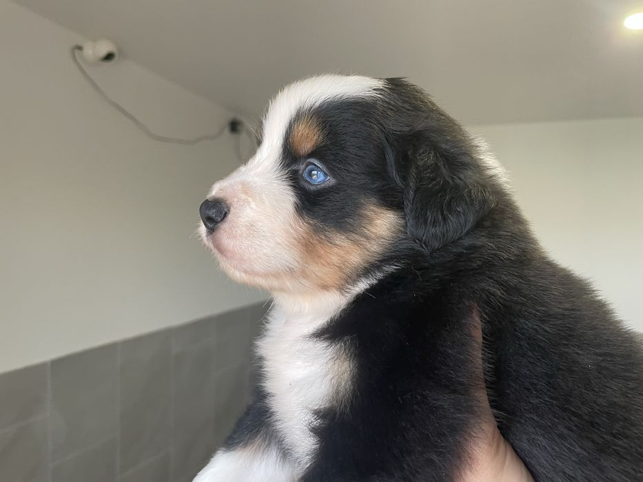 Pastor australiano com LOP