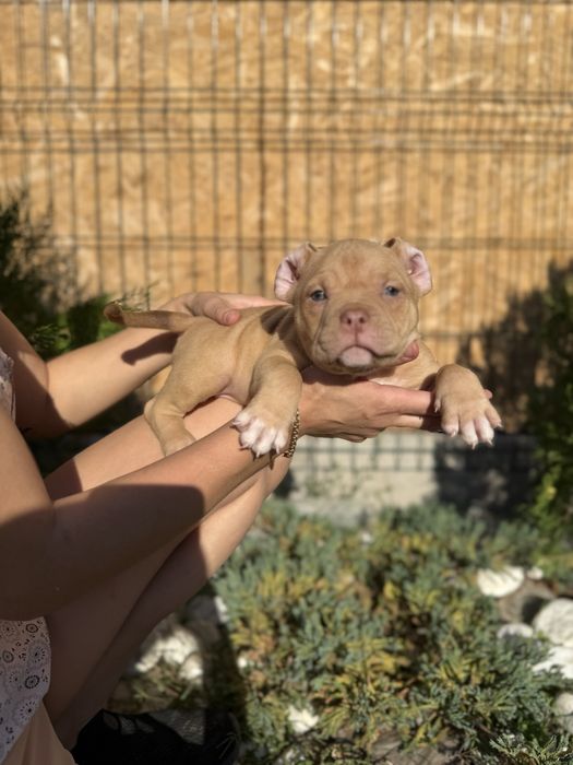 American bully покет документи