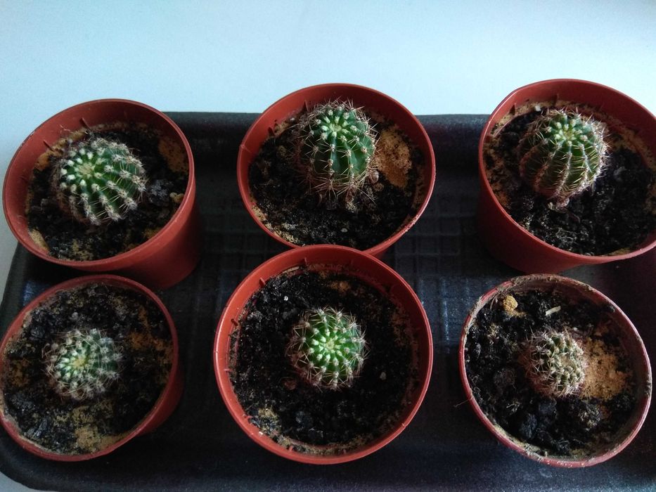 Кактус ехінопсис.