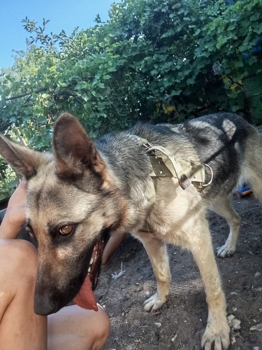 Отдам собаку в хорошие руки