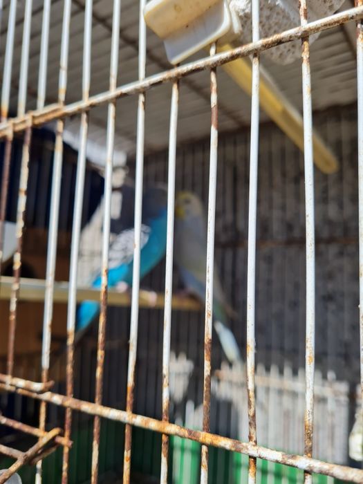 Casal piriquitos e gaiola