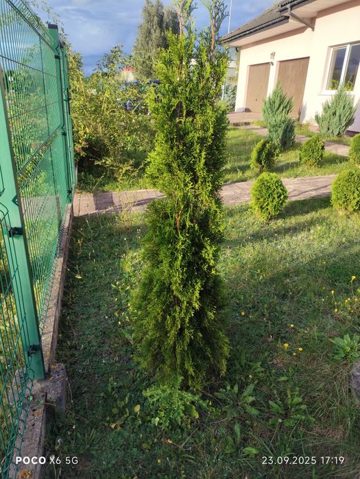 Tuje szmaragd 140 - 160 cm 3 sztuki